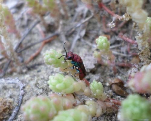 Réf. 208 024 : Chrysura cuprea